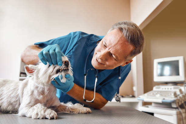 Best Tooth Infection Emergency Dentist  in Rockdale, IL